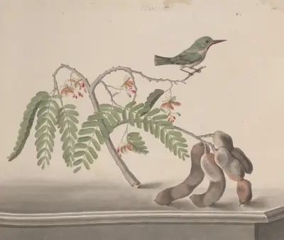 Natural history of Saint Domingue Pl.159, René de Rabié