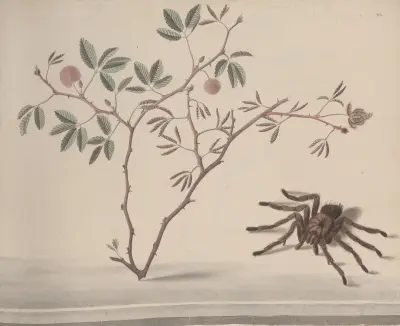 Přírodopis Saint-Domingue, tabule 175, René de Rabié