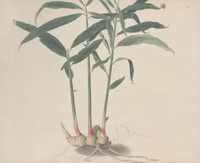 Naturalhistory of Saint Domingue Pl.176, René de Rabié