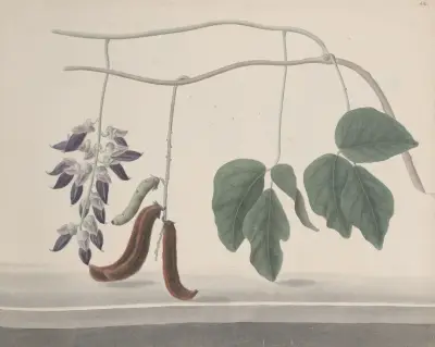 Naturalistická historie Svatého Dominga, tabule 180, René de Rabié
