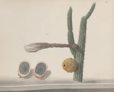 Naturalistická historie Svatého Dominga, tabule 182, René de Rabié