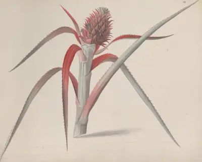 Přírodopis Saint-Domingue, tab. 184, René de Rabié