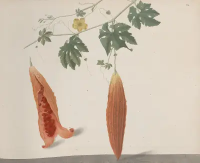 Natural History of Saint Domingue Pl.185, René de Rabié