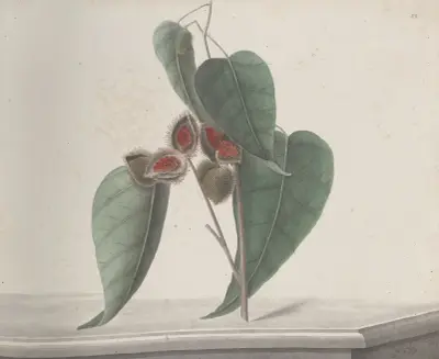 Naturalistická historie Svatého Dominga, tab. 187, René de Rabié