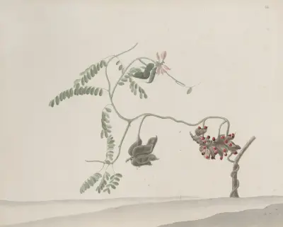 Přírodopis Saint Domingue, tabule 188, René de Rabié