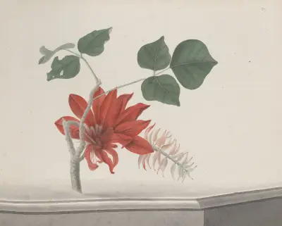 Naturalistická historie Svatého Dominga, tabule 189, René de Rabié