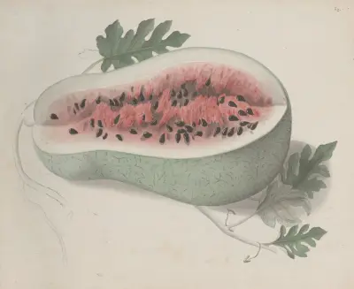 Přírodopis Saint-Domingue, tabule 190, René de Rabié