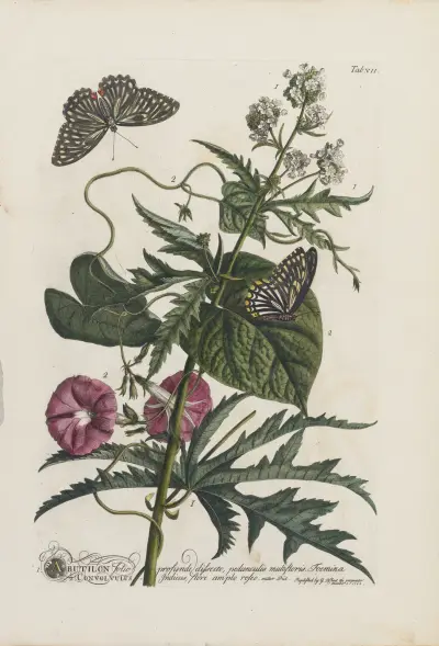 1.Abutilon 2.Convolvulus av Georg Dionysius Ehret