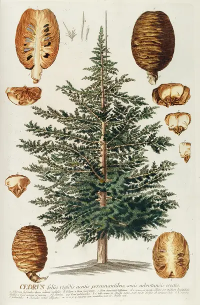 Cedrus III av Georg Dionysius Ehret