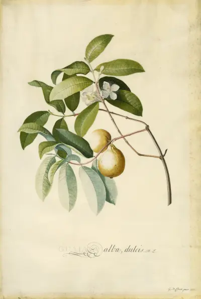 Guava av Georg Dionysius Ehret