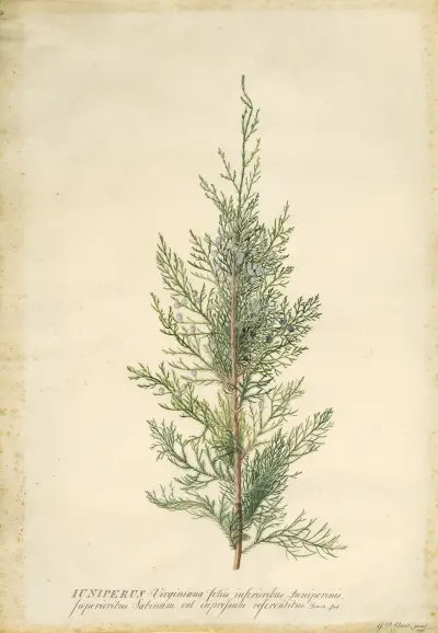 Juniper av Georg Dionysius Ehret
