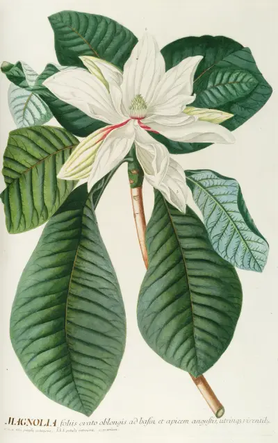 Magnolia III av Georg Dionysius Ehret