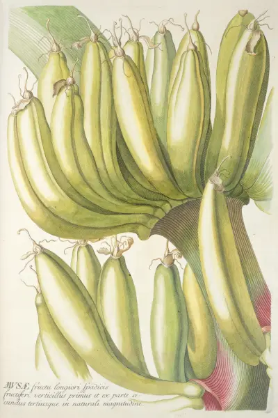 Musae av Georg Dionysius Ehret
