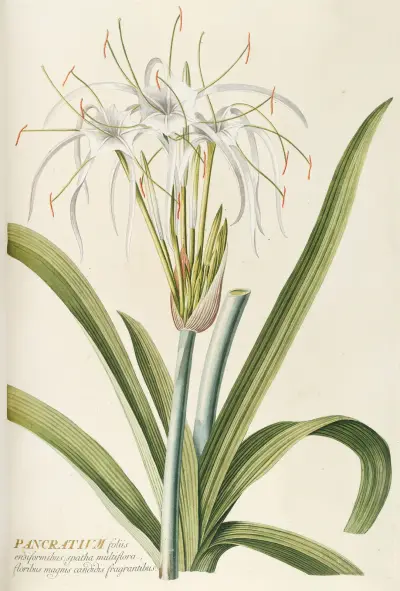 Pancratium av Georg Dionysius Ehret