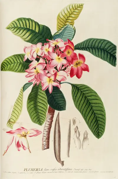 Plumeria, 1750 av Georg Dionysius Ehret