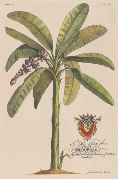 The Banana Tree av Georg Dionysius Ehret