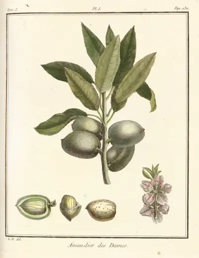 Traité des arbres fruitiers Pl.01, Henri-Louis Duhamel du Monceau