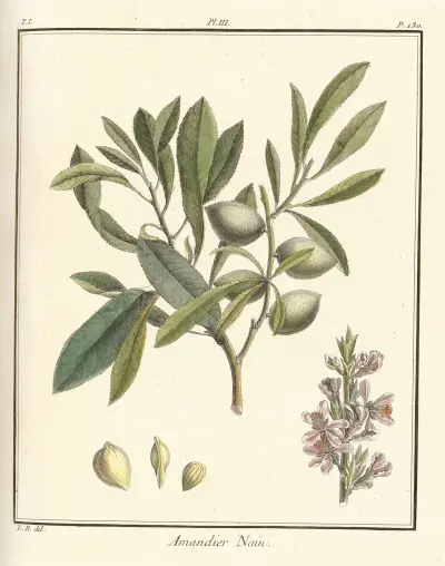 Pojednání o ovocných stromech, tab. 03, Henri-Louis Duhamel du Monceau