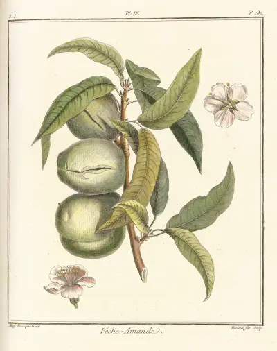Traité des arbres fruitiers Pl.04, Henri-Louis Duhamel du Monceau