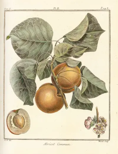 Traité des arbres fruitiers Pl.06, Henri-Louis Duhamel du Monceau