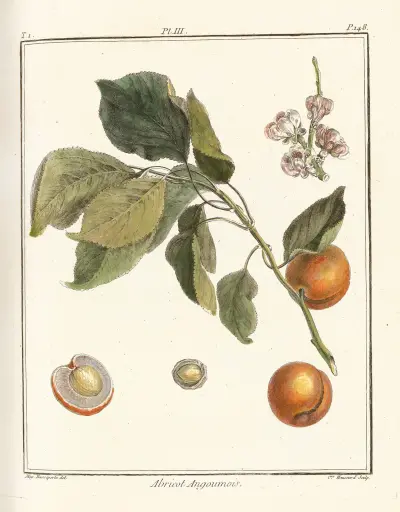 Pojednání o ovocných stromech, tabule 07, Henri-Louis Duhamel du Monceau