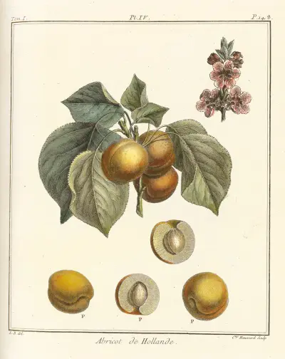 Pojednání o ovocných stromech, tabule 08, Henri-Louis Duhamel du Monceau