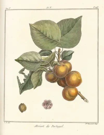 Traité des arbres fruitiers Pl.09, Henri-Louis Duhamel du Monceau