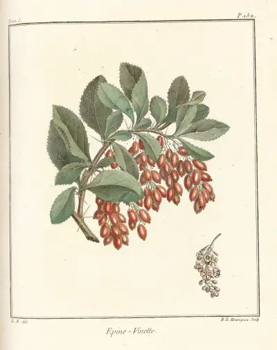 Pojednání o ovocných stromech, tabule 11, Henri-Louis Duhamel du Monceau