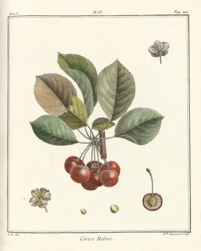 Pojednání o ovocných stromech, tabule 15, Henri-Louis Duhamel du Monceau
