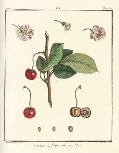 Pojednání o ovocných stromech, tabule 16, Henri-Louis Duhamel du Monceau