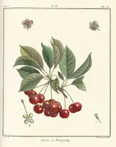 Traité des arbres fruitiers Pl.17, Henri-Louis Duhamel du Monceau