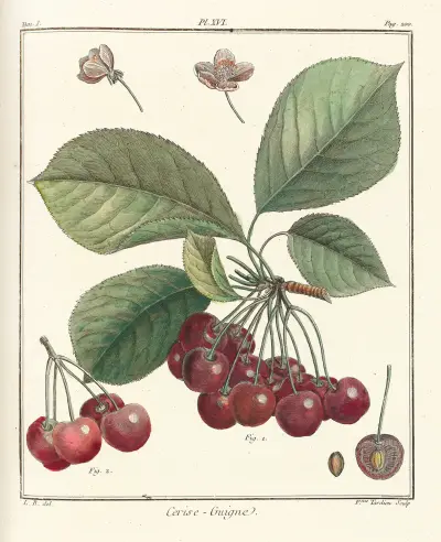 Traité des arbres fruitiers, tabule 27, Henri-Louis Duhamel du Monceau