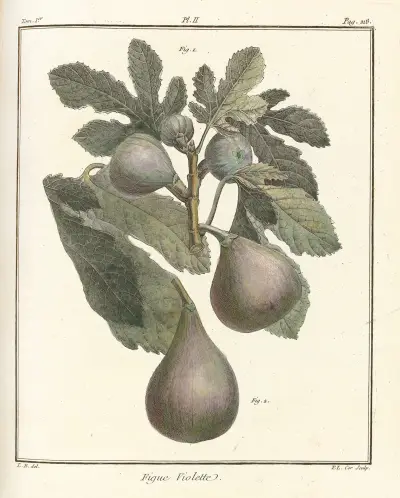 Pojednání o ovocných stromech, tabule 30, Henri-Louis Duhamel du Monceau