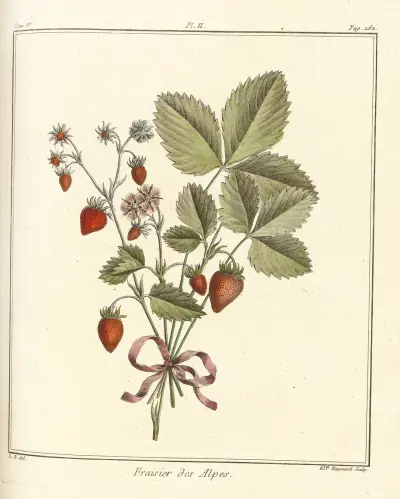 Traité des arbres fruitiers Pl.32, Henri-Louis Duhamel du Monceau
