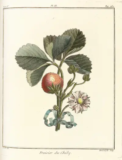 Traité des arbres fruitiers Pl.33, Henri-Louis Duhamel du Monceau