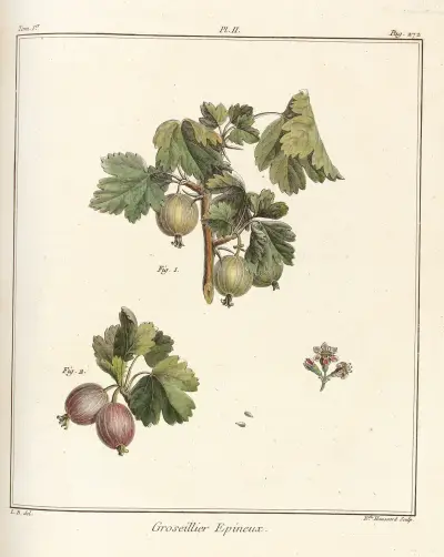 Traité des arbres fruitiers Pl. 41, Henri-Louis Duhamel du Monceau