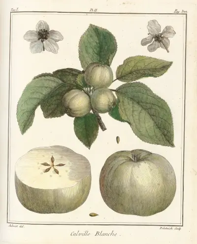 Traité des arbres fruitiers Pl.43, Henri-Louis Duhamel du Monceau