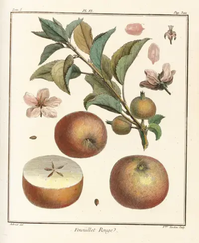 Traité des arbres fruitiers Pl.47, Henri-Louis Duhamel du Monceau