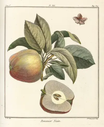 Pojednání o ovocných stromech, tabule 49, Henri-Louis Duhamel du Monceau