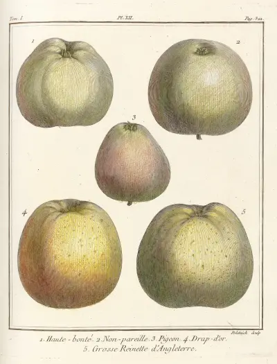 Traité des arbres fruitiers Pl.53, Henri-Louis Duhamel du Monceau