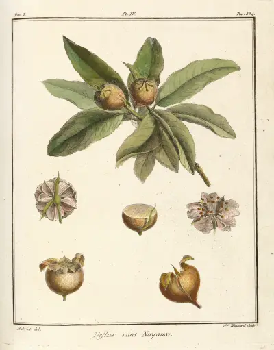 Traité des arbres fruitiers Pl.59, Henri-Louis Duhamel du Monceau