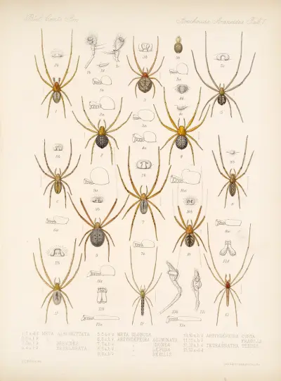 Arachnida Araneidea Pl 01, Frederick DuCane Godman