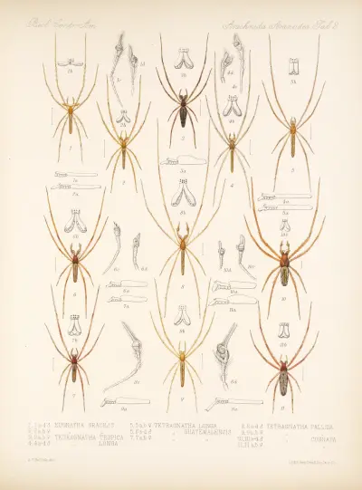 Arachnida Araneidea Pl. 02, Frederick DuCane Godman
