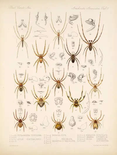 Arachnida Araneidea Pl 03, Frederick DuCane Godman