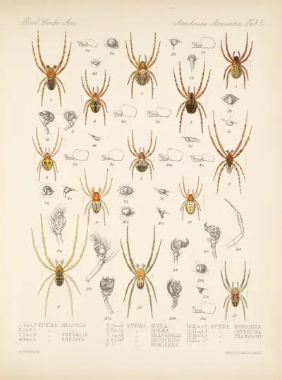 Arachnida Araneidea Pl 05, Frederick DuCane Godman