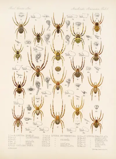 Arachnida Araneidea Pl 06, Frederick DuCane Godman
