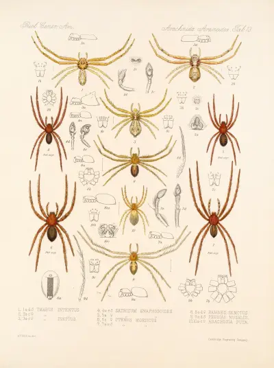 Arachnida Araneidea Pl 13, Frederick DuCane Godman