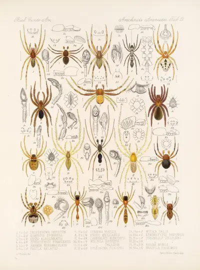 Arachnida Araneidea Pl. 19, Frederick DuCane Godman