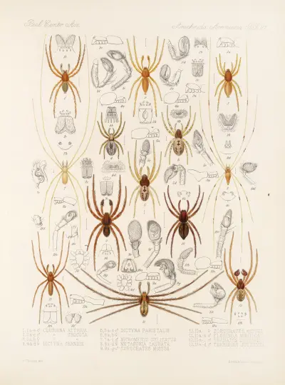 Arachnida Araneidea Pl 21, Frederick DuCane Godman
