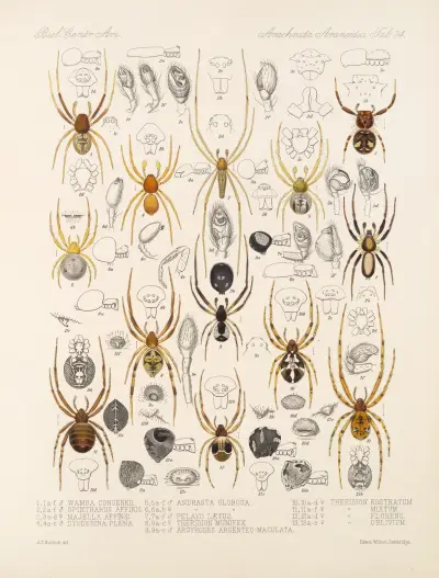 Arachnida Araneidea Pl 24, Frederick DuCane Godman
